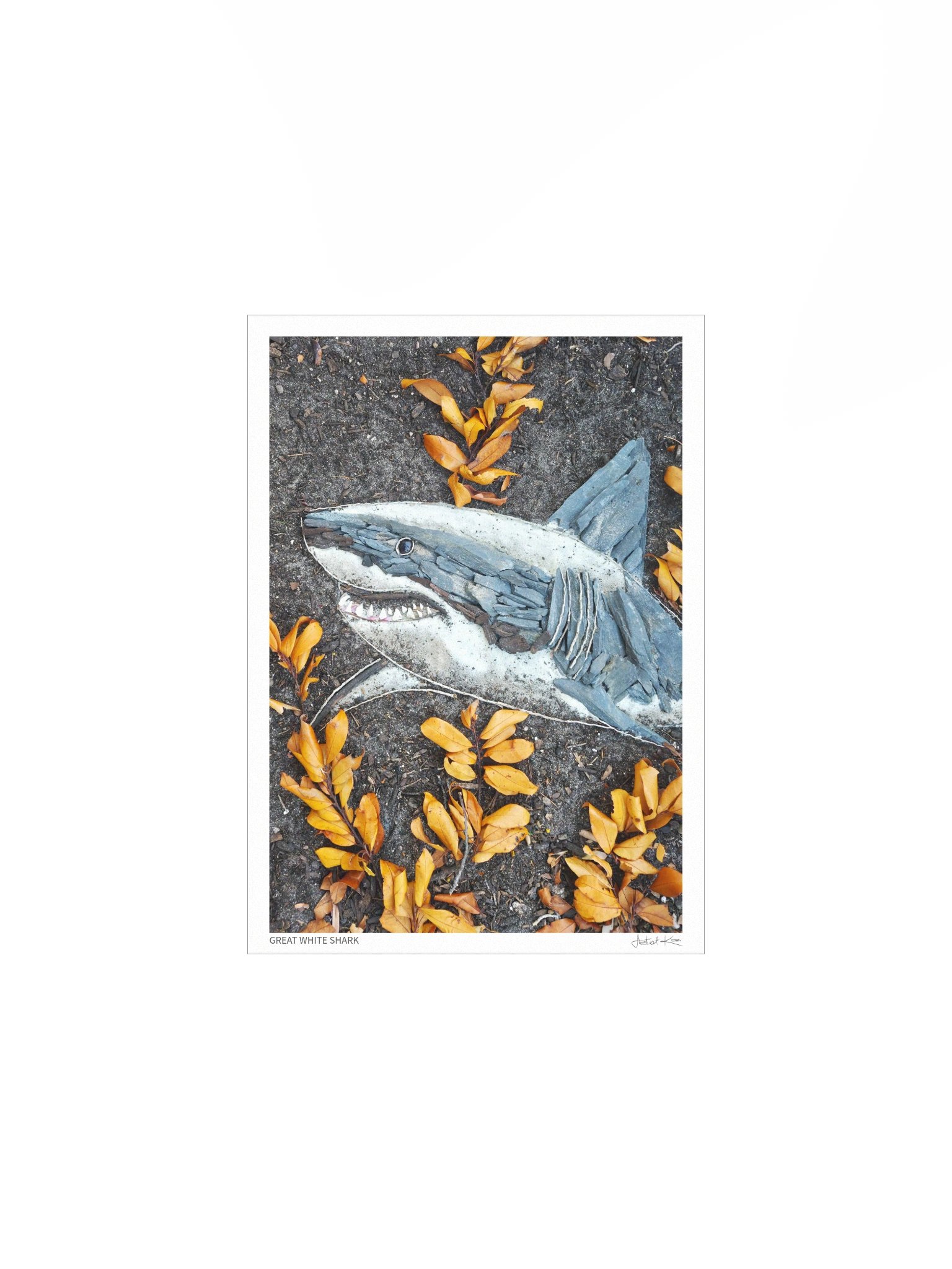 GREAT WHITE SHARK | Fine Art Print product image (2)