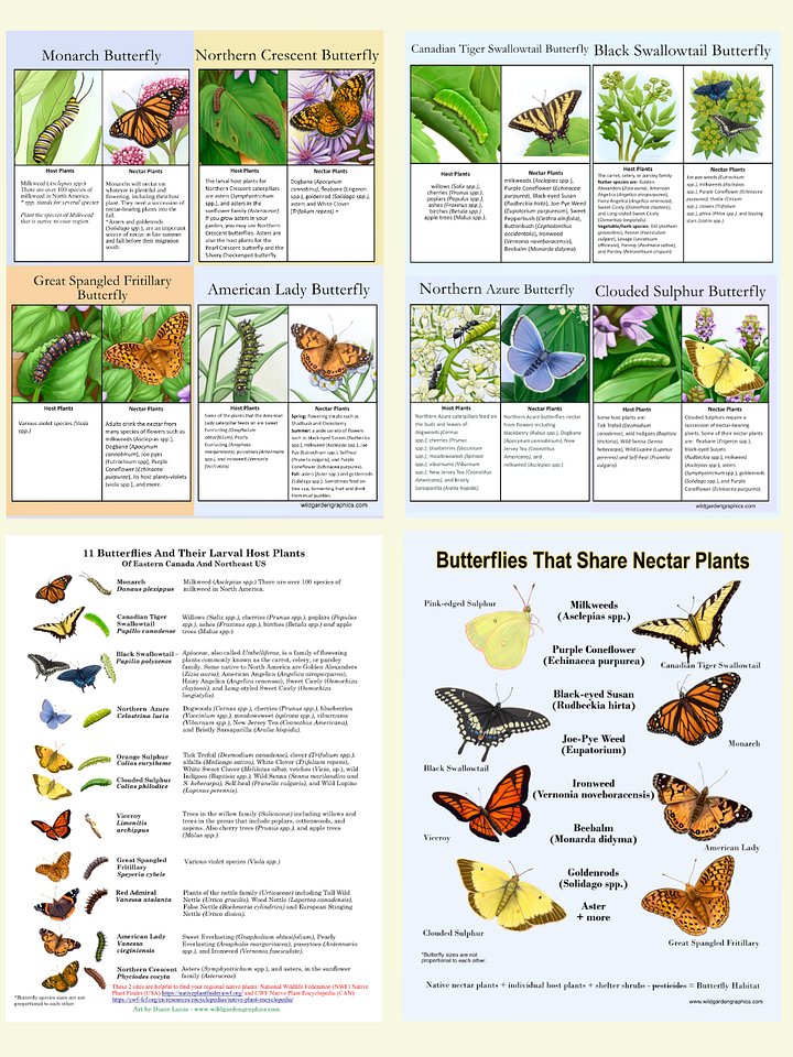 Butterfly Info Pages product image (1)