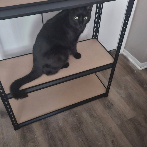 He's such a doofus, but he's my doofus. And I wouldn't have it any other way. #catlovers