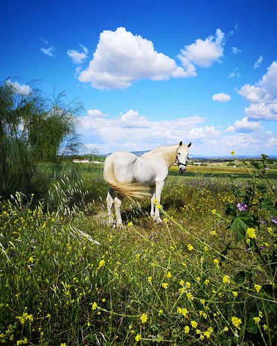 Cheguei num cavalo branco à festa da Aldeia 🍻 
.
.
.
Será que isto ainda tem aderência? 😅
Comment what you think! 😇
Follow me...