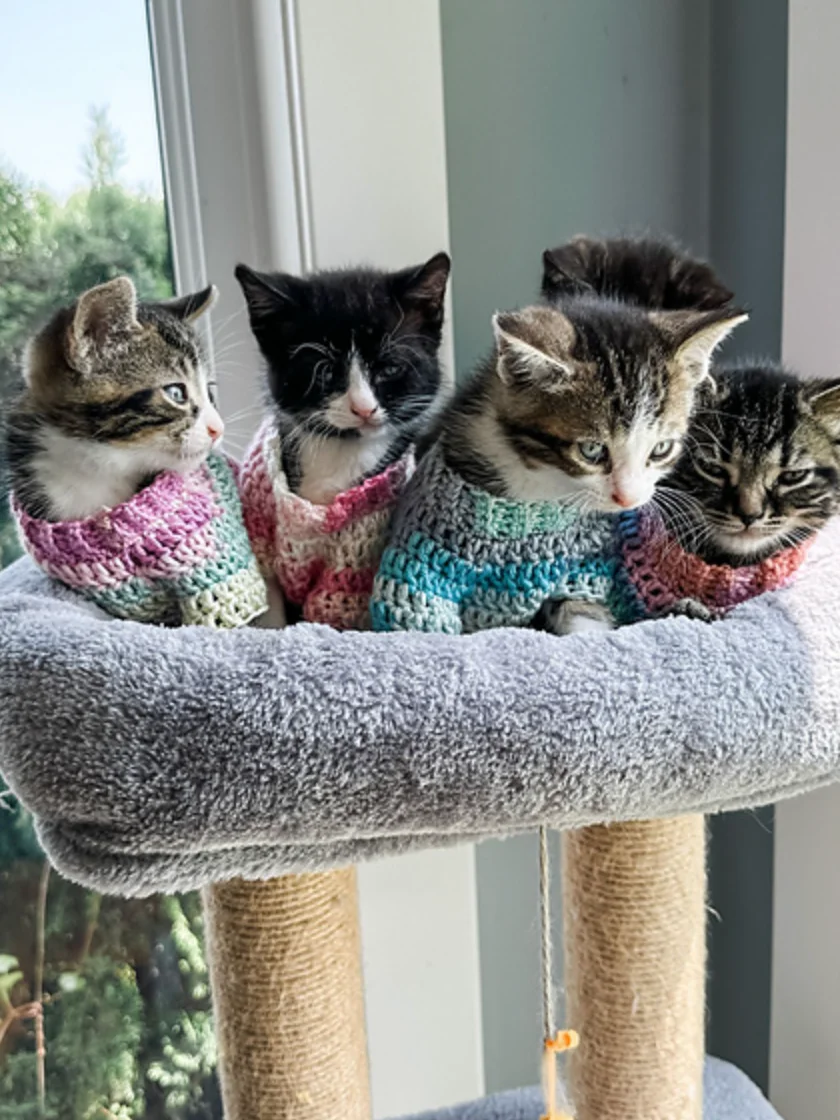 Kitty Pop Pullover Crochet Pattern product image (3)