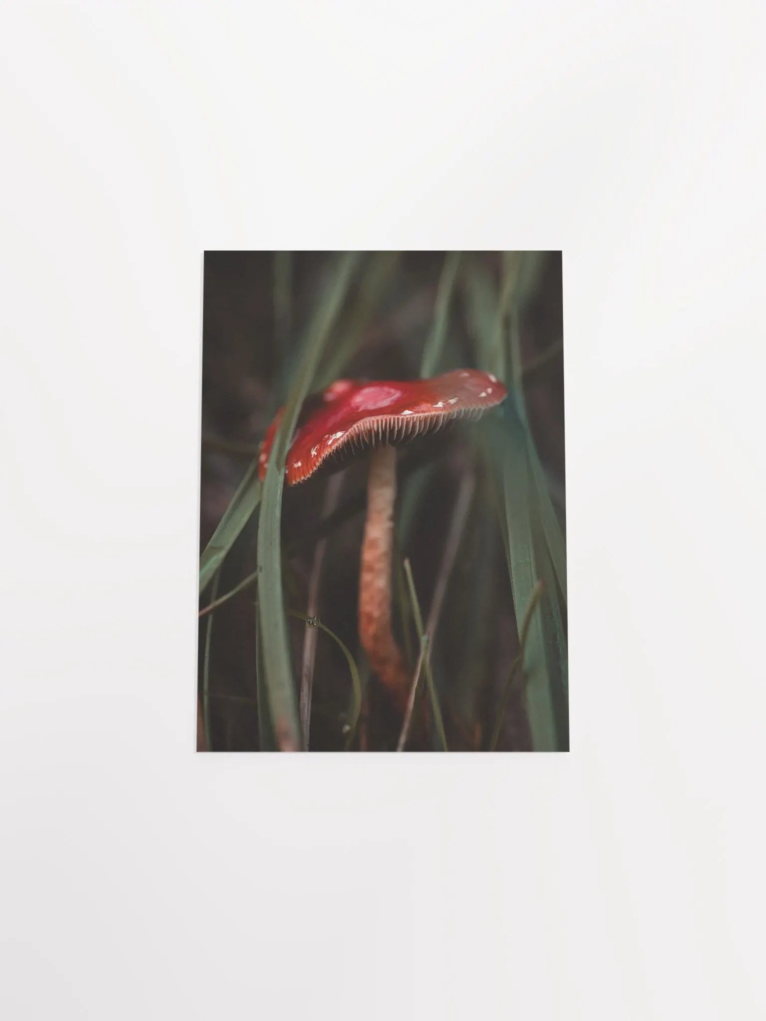 Red Mushroom product image (15)