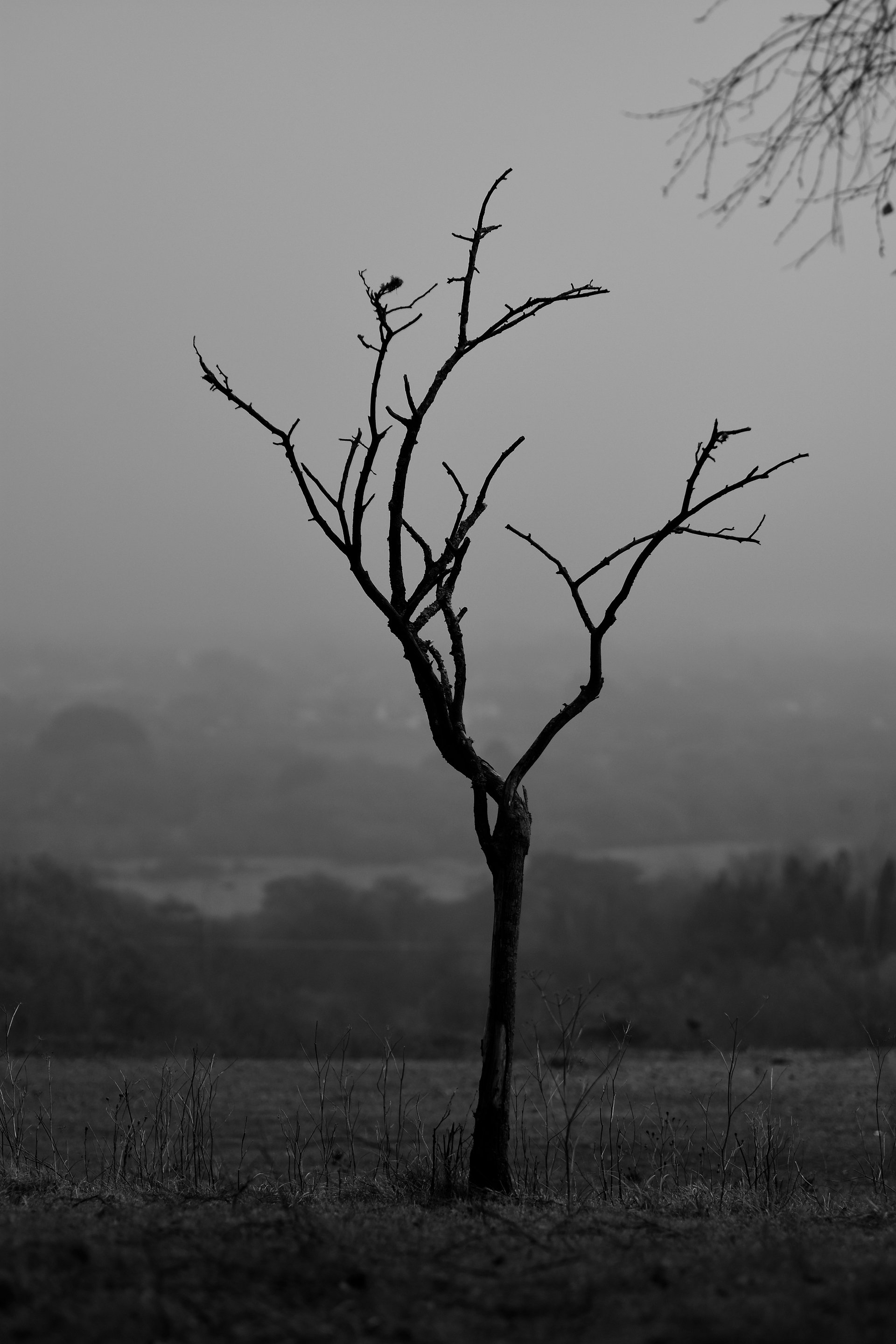 Lonely tree product image (1)