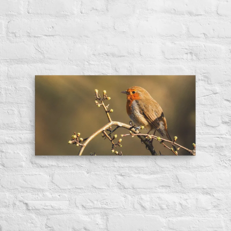 Golden hour Robin Bird Canvas product image (2)