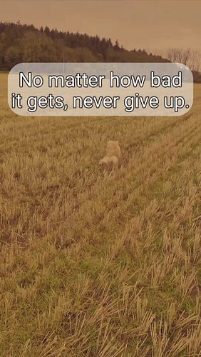 We will see it through. #dog #northernireland #ireland #mentalhealth #healing
