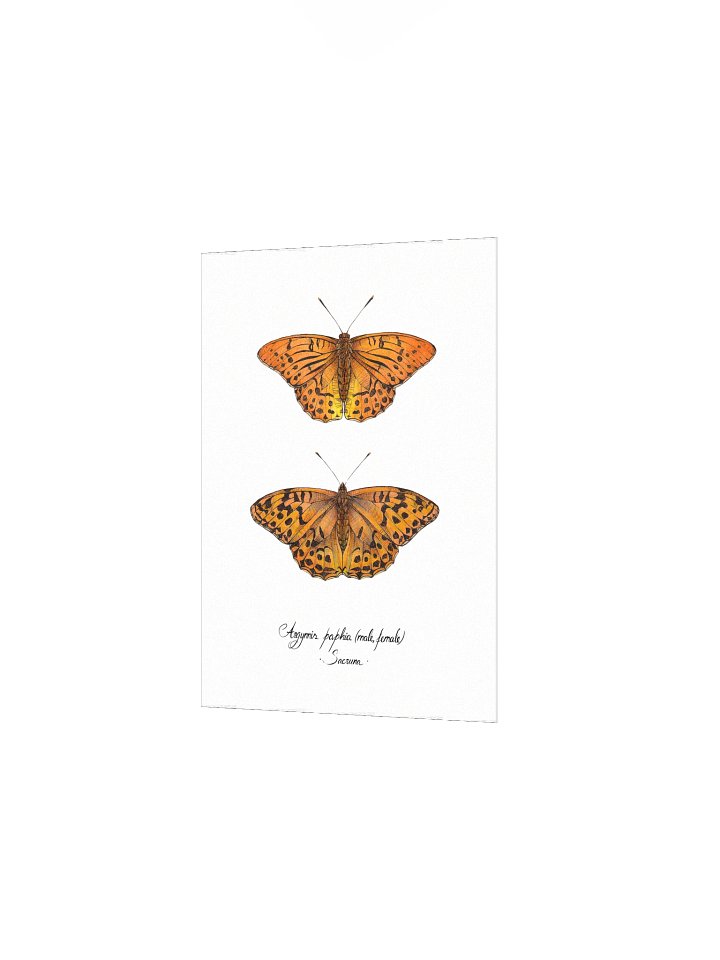Argynnis Paphia • Print product image (4)
