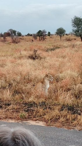 Lions Hunt Buffalo The Chase Beyond the Hill.

Check Full Video on YouTube: https://youtu.be/fA4xTstvzQg?si=CGJfDABVEANZm7_o
...