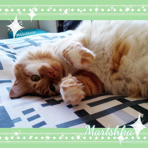 It's finally #Caturday 😸🍺💕
Are you staying on bed or getting ready for Caturday night fever?! 😸🍻😺💕 #Meowlloween is coming and...