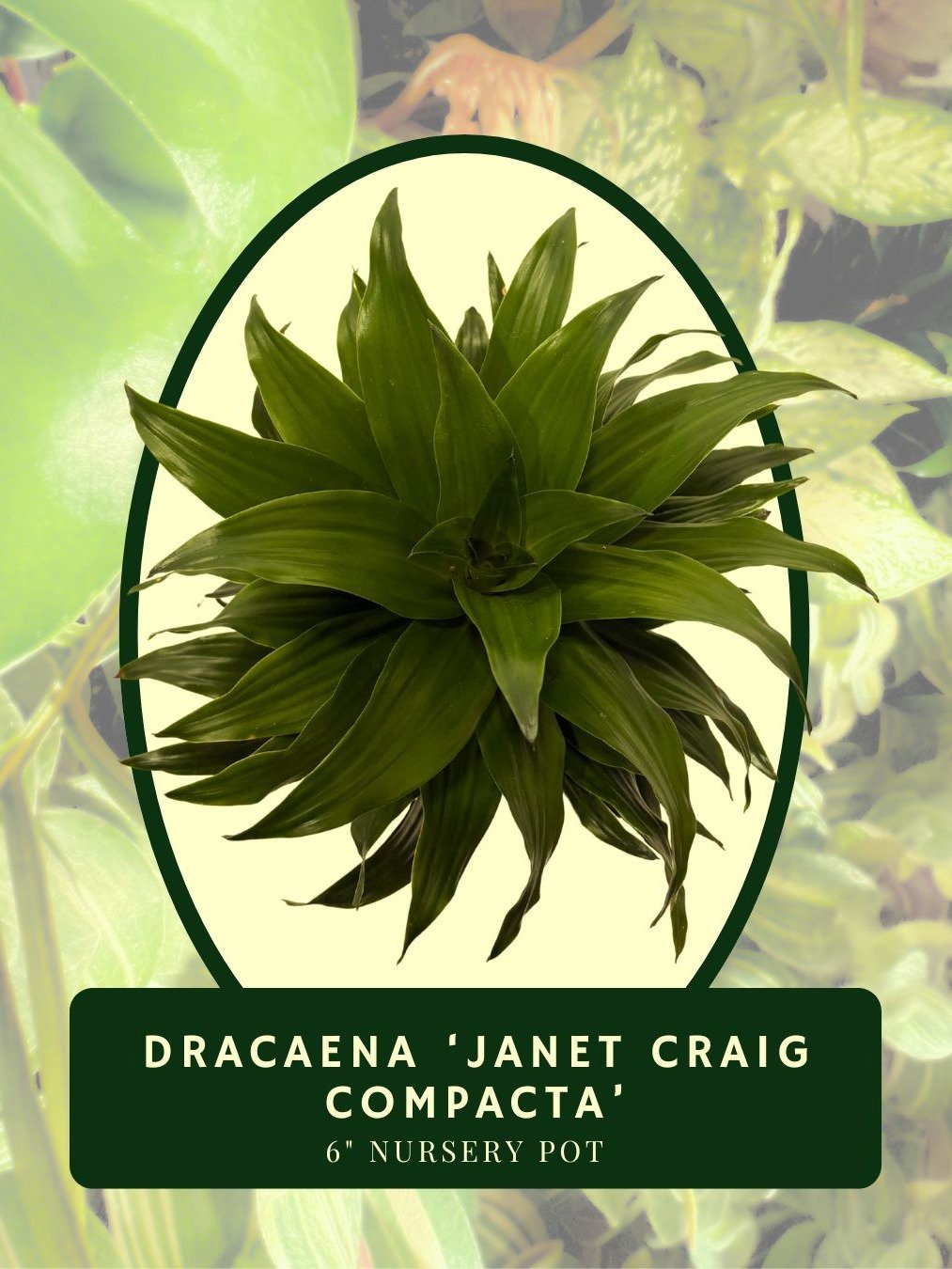 Dracaena Janet Craig Compacta product image (2)