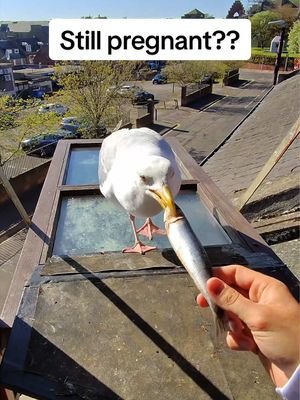 My gorgeous man, maybe this has been why he’s been refusing to sit lately! Eggyman 🥚  #fyp #foryou #seagull #birds #feedingsteven