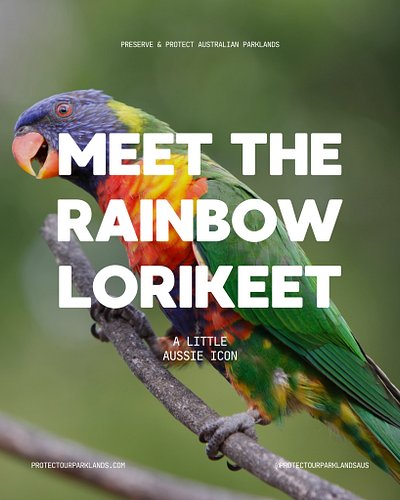 Meet our Little Aussie Icon, the Rainbow Lorikeet! 🦜

Most of us hear them long before we see them.

With their bright colour...