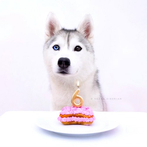 Happy (belated) 6th Birthday, Skaya! 🥳❤️🎉

It's a few minutes past your birthday... and yet I see no reason to stop celebrati...