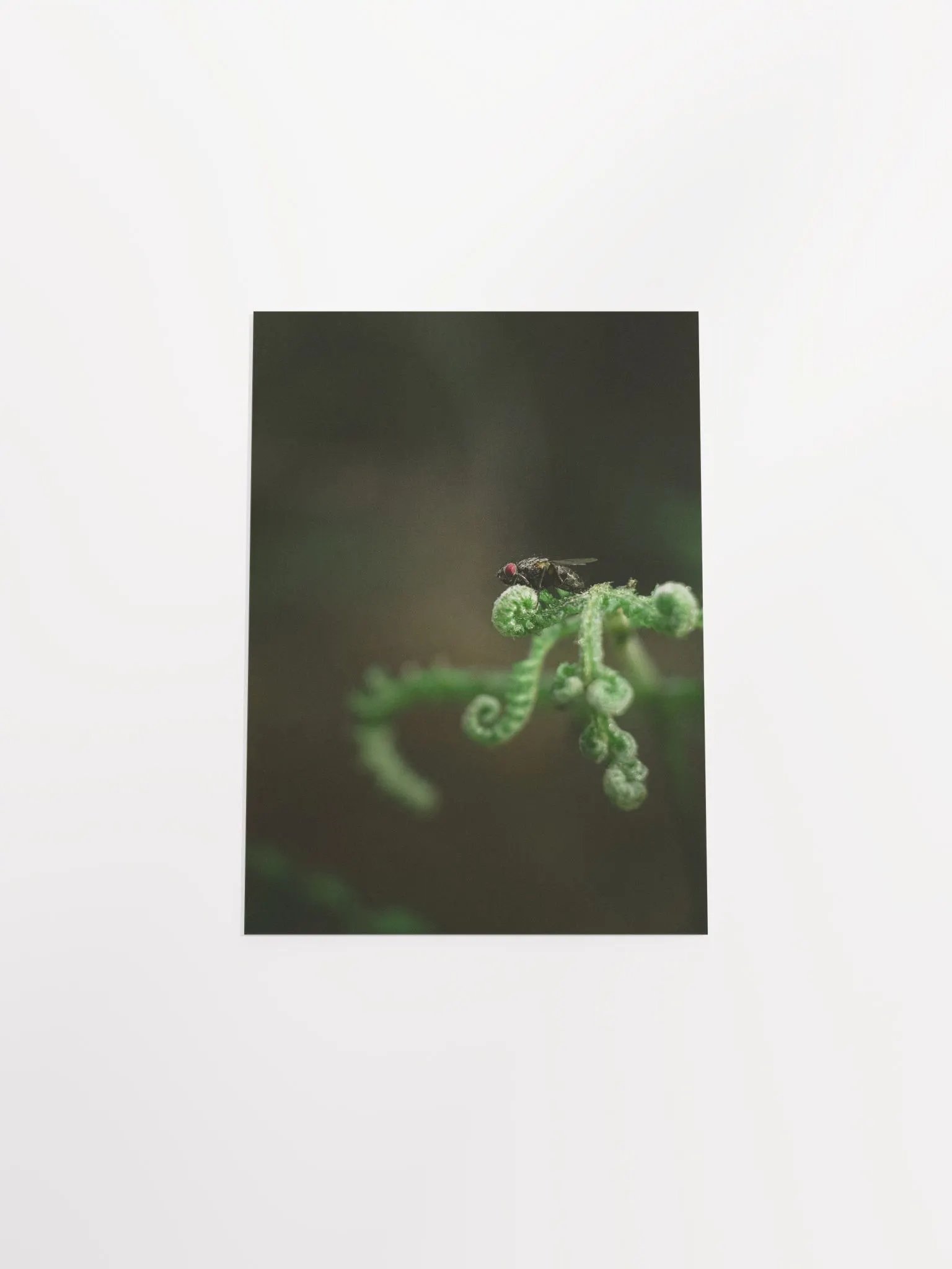 The fly product image (7)
