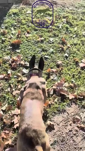 Find the bullet get a toy. #echoprotocolk9