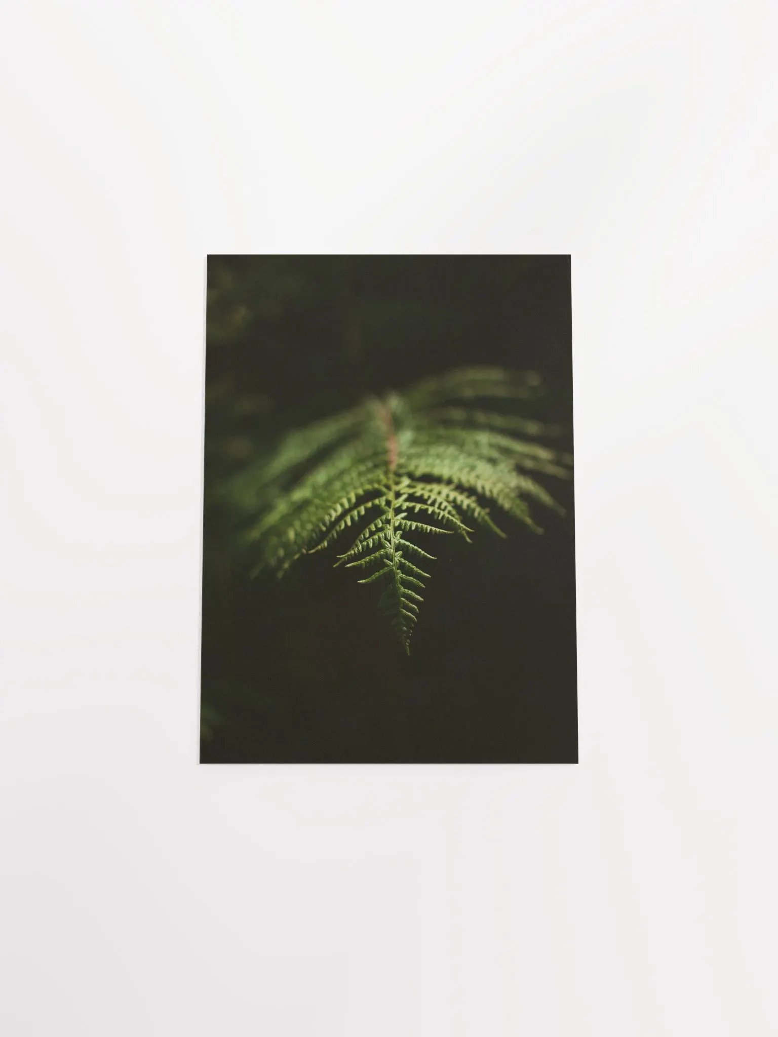 Fern product image (11)