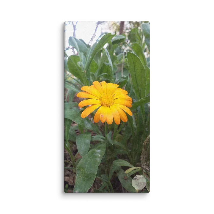 Marigold - Canvas Fine Art product image (2)