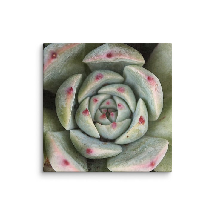 Red Tipped Succulent Canvas product image (2)