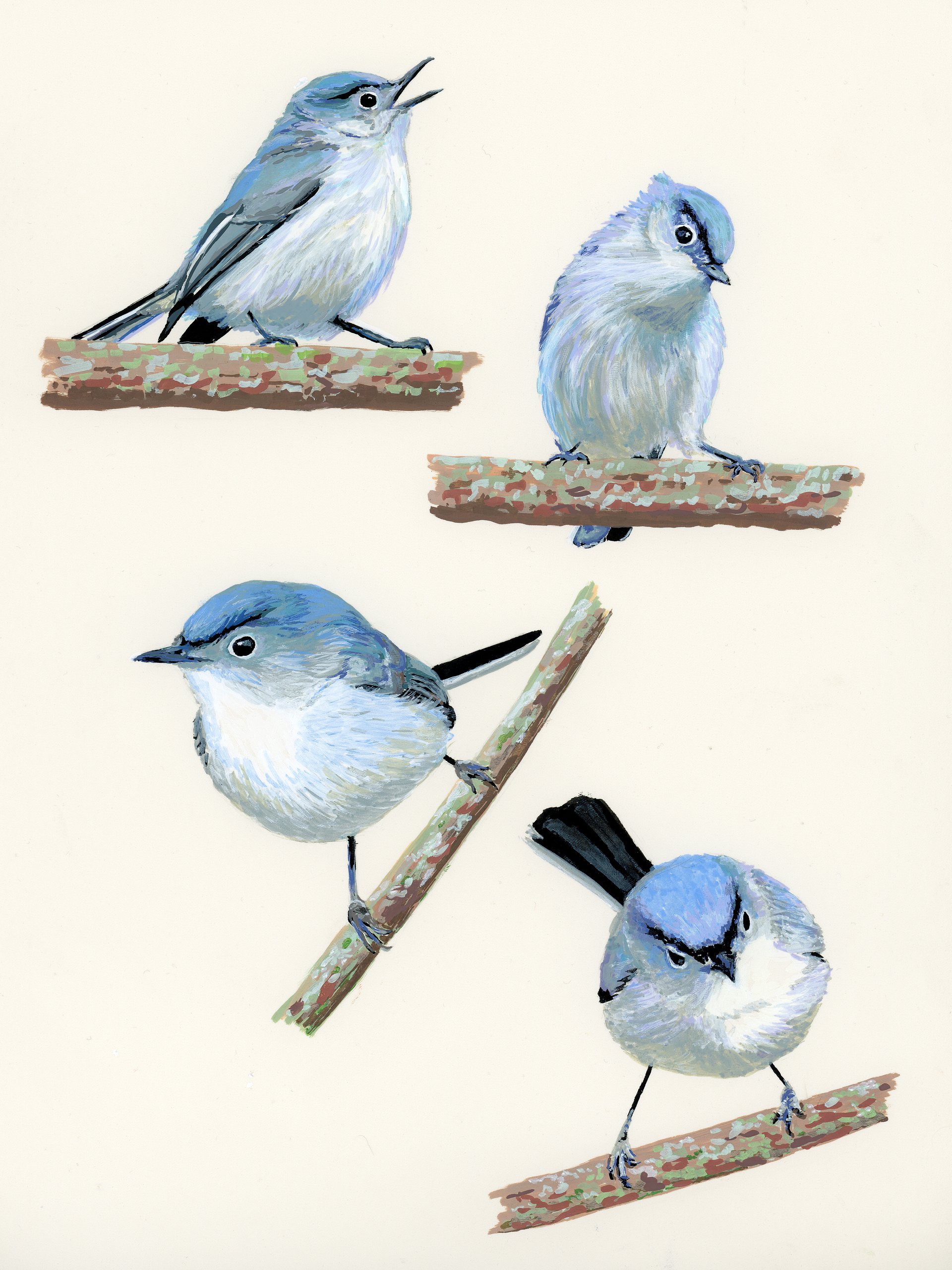 Gnatcatcher - ORIGINAL product image (1)