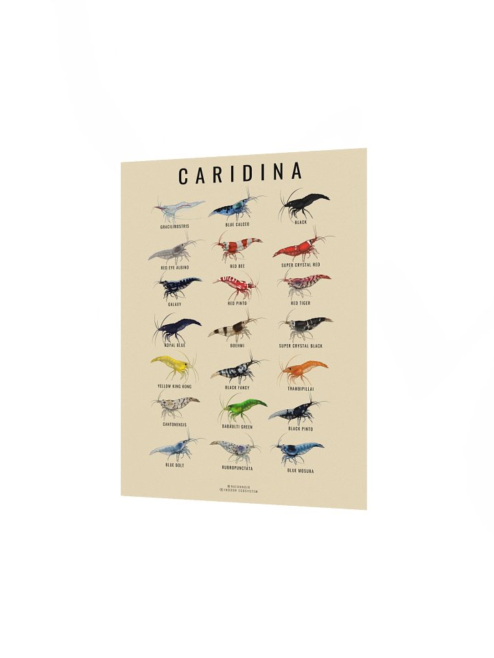 CARIDINA SHRIMP POSTER (CREAM) product image (2)