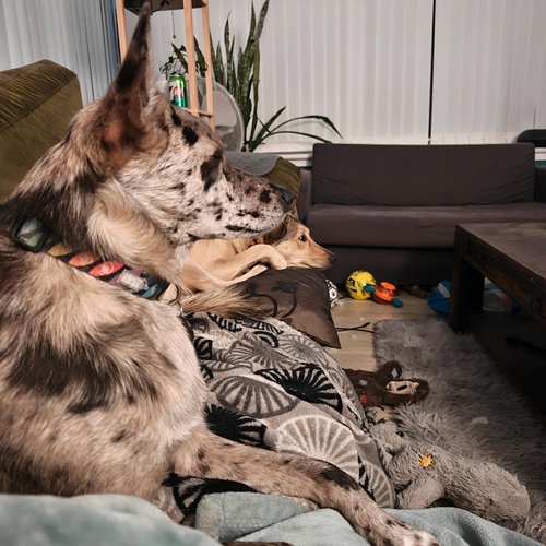I am currently watching Good Boy, a 2025 horror movie that follows the events from the 3rd person perspective of a dog. And I...