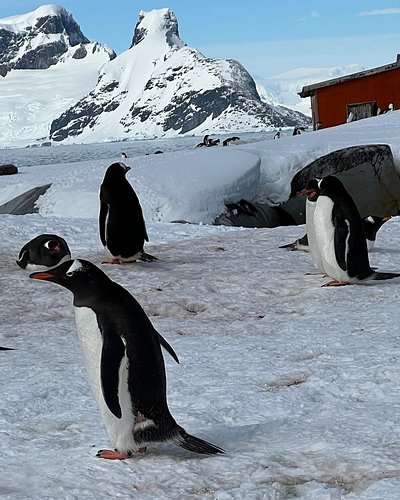 @silverseacruises #ThisIsSilversea
#cruise #silverseascruises #antarctica #antarcticacruise #silverendeavour #antarcticabridg...