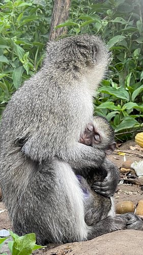 RELEASE

Nils and Mortadelo did it!!! 🐒🐒

From being rescued to release in just 5 short weeks. This is one of our biggest suc...