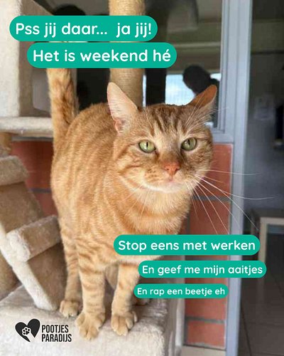 Het is vrijdag, na 17u. Dus gedaan met productief lijken. 😼

Deze rosse manager heeft de planning bekeken, de mails genegeerd...