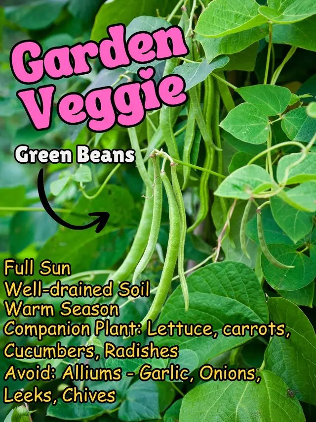 Garden Veggie: Green Beans ☀️Sun: Full Sun 🌱Soil: Well-drained Soil 🌡️Season: Warm Season 🌷Companion Plant: Lettuce, Carrots, Cucumbers, Radishes 💡Tip: Avoid Planting with: Alliums: Garlic, Onions, Leeks, Chives #gardening101 #garden
