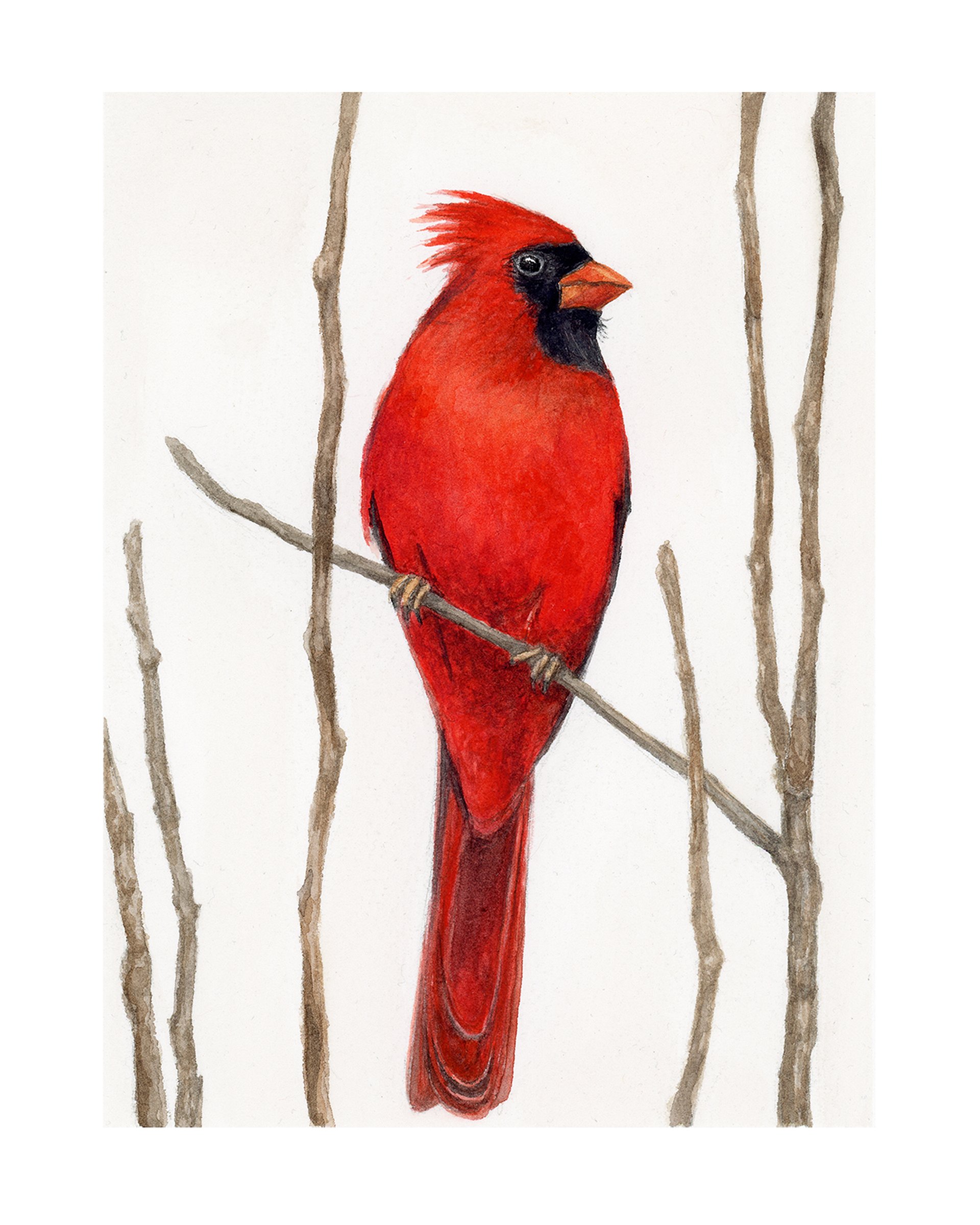 Cardinal - giclée print product image (1)