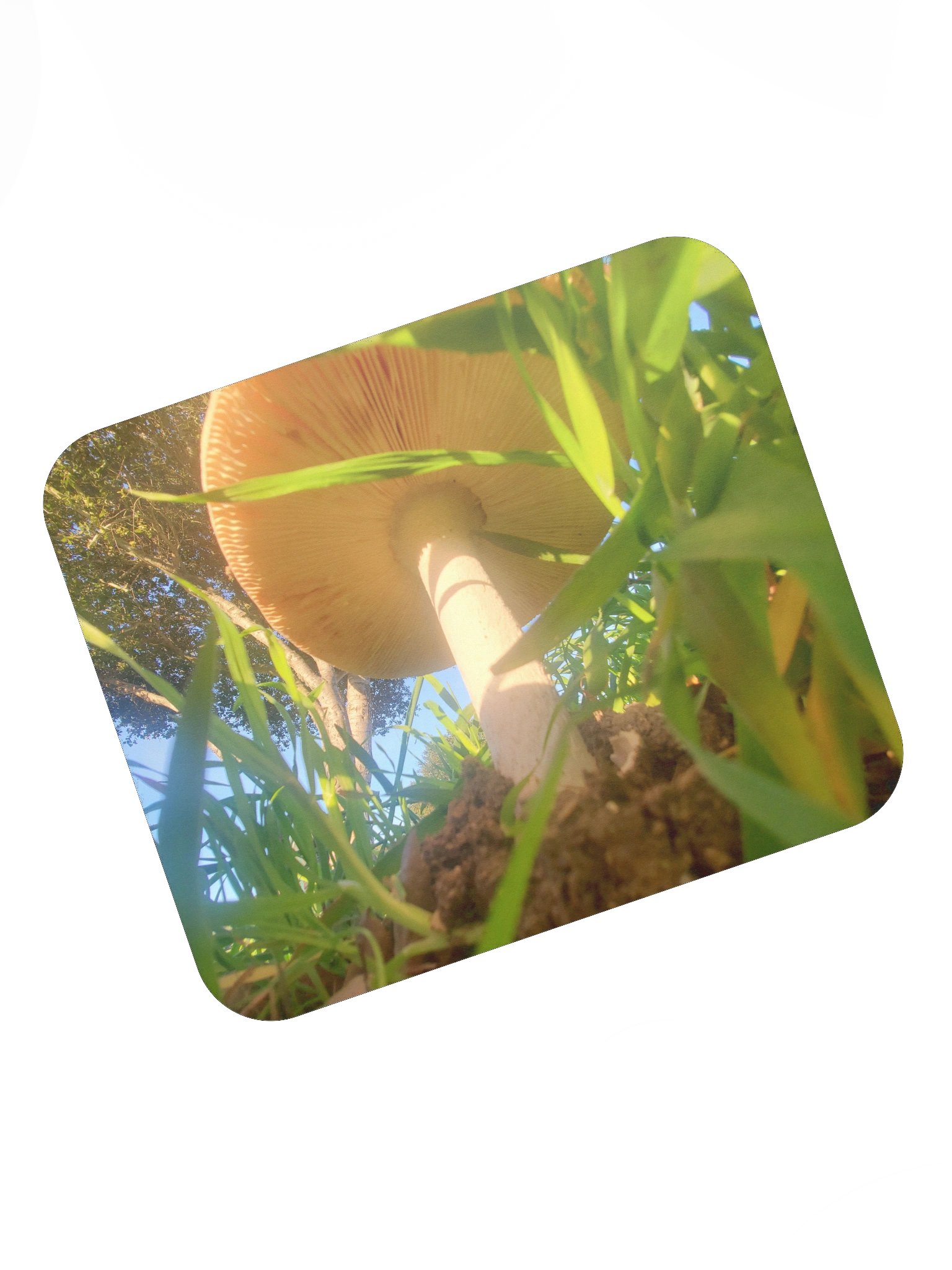 Sunlit Mushroom Mouse Pad product image (7)