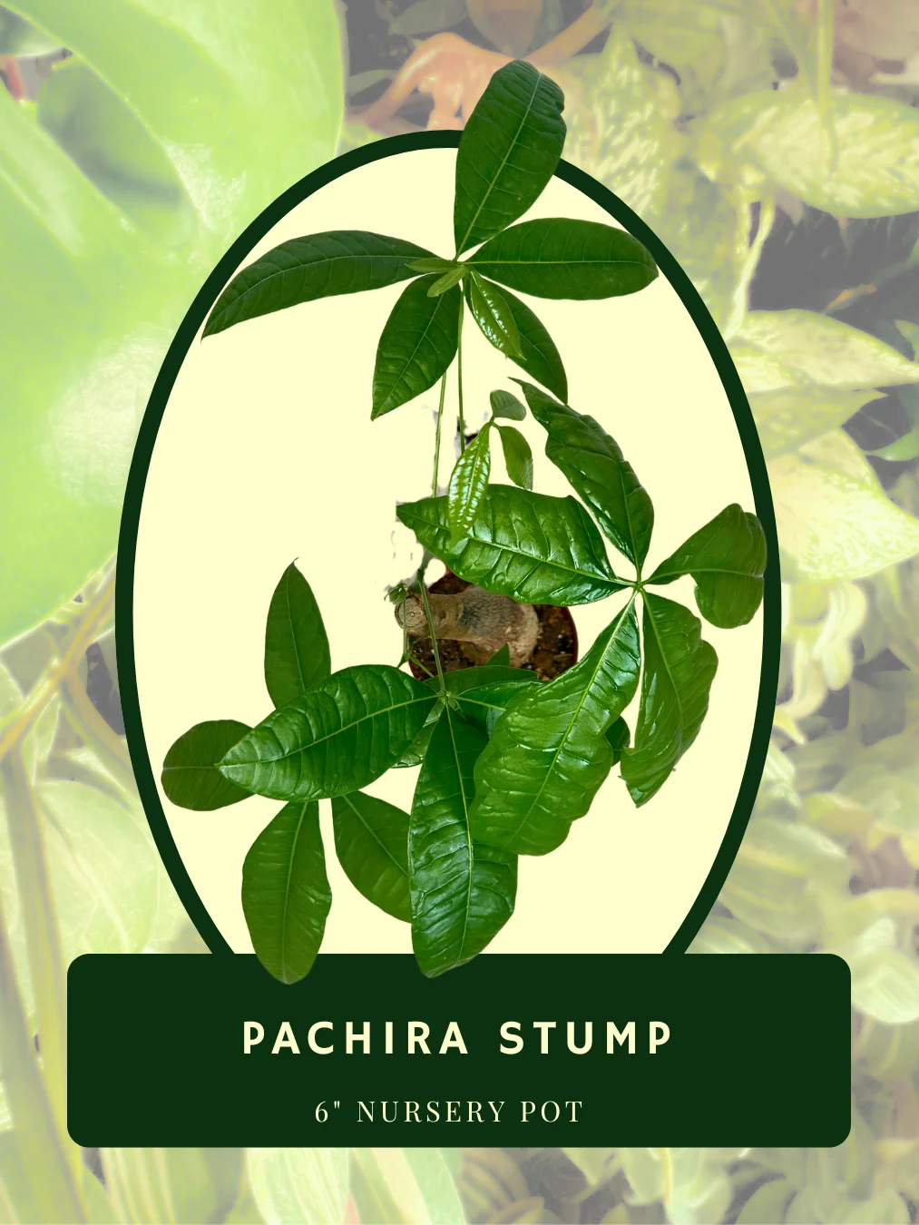 Pachira Stump product image (2)