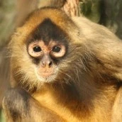Tier 1: Spider Monkey tier thumbnail