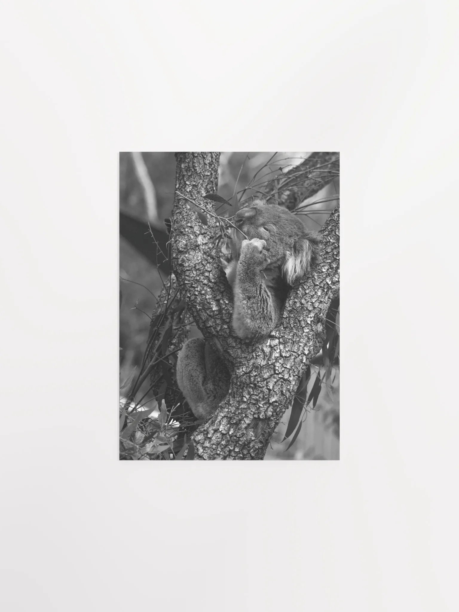 Koala - Black & White product image (1)