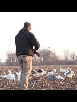 Conspire & conserve🎥 #fyp #hunting #snowgeese #conservationseason #edit 