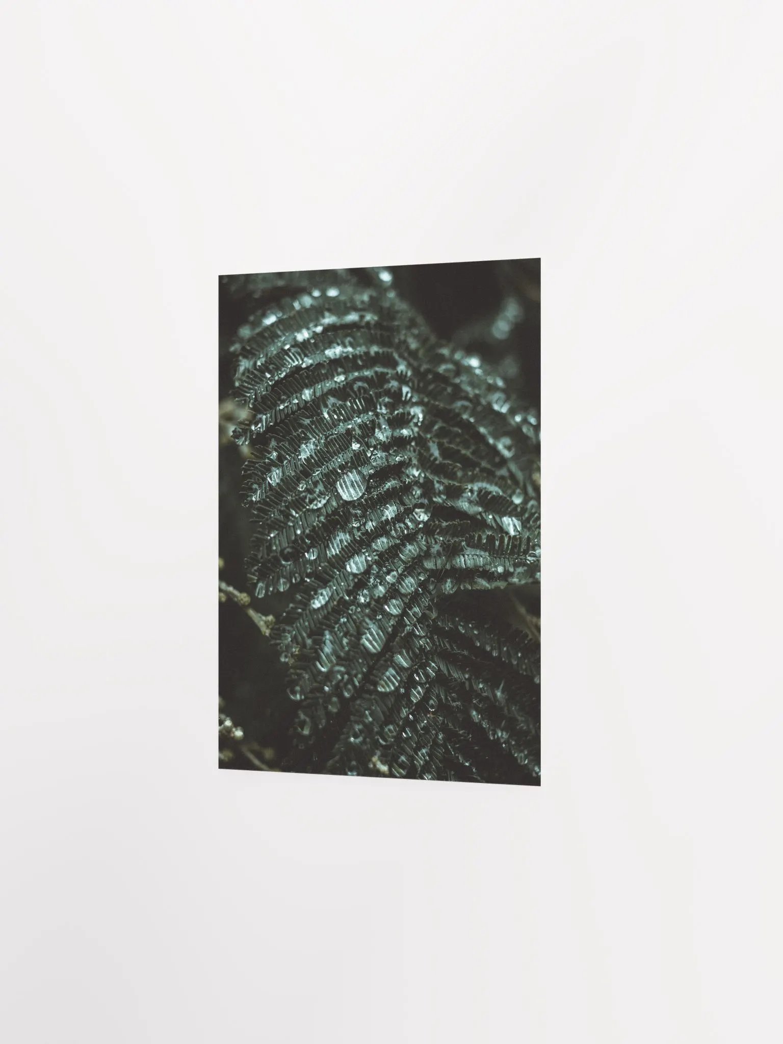 Mimosa product image (4)