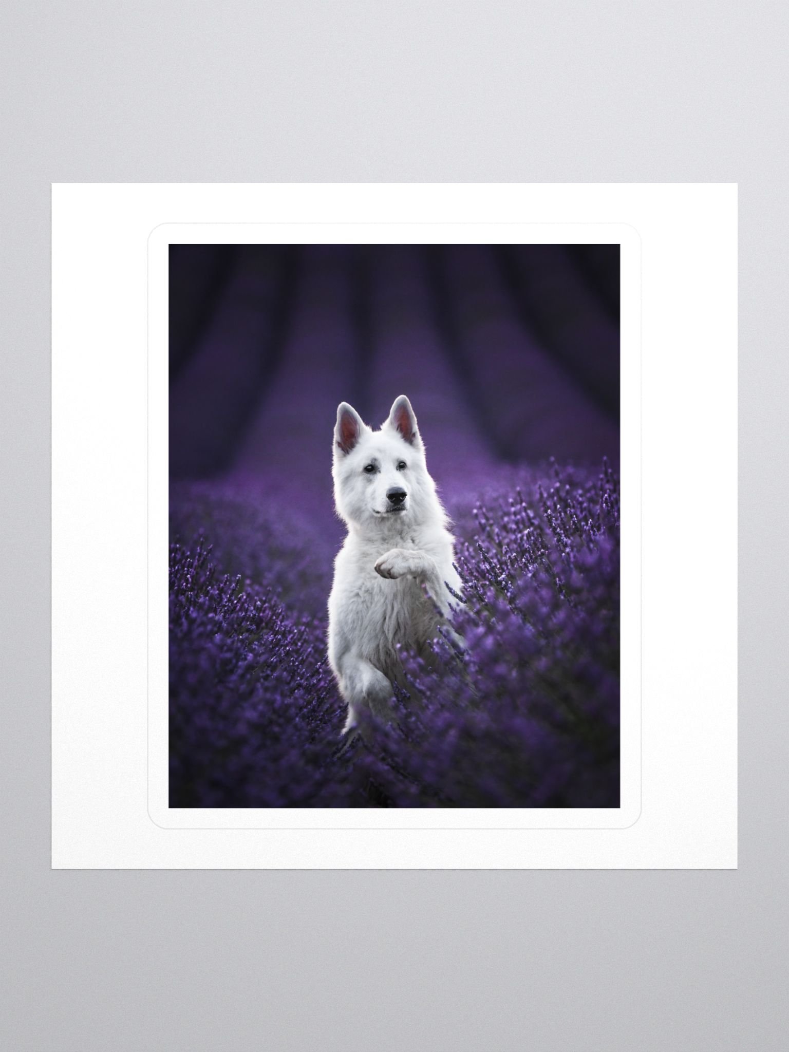 Rasta in the lavender fields product image (1)