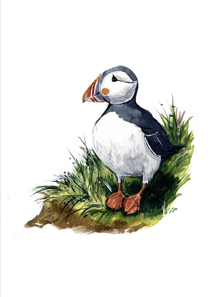 Frailecillo product image (2)