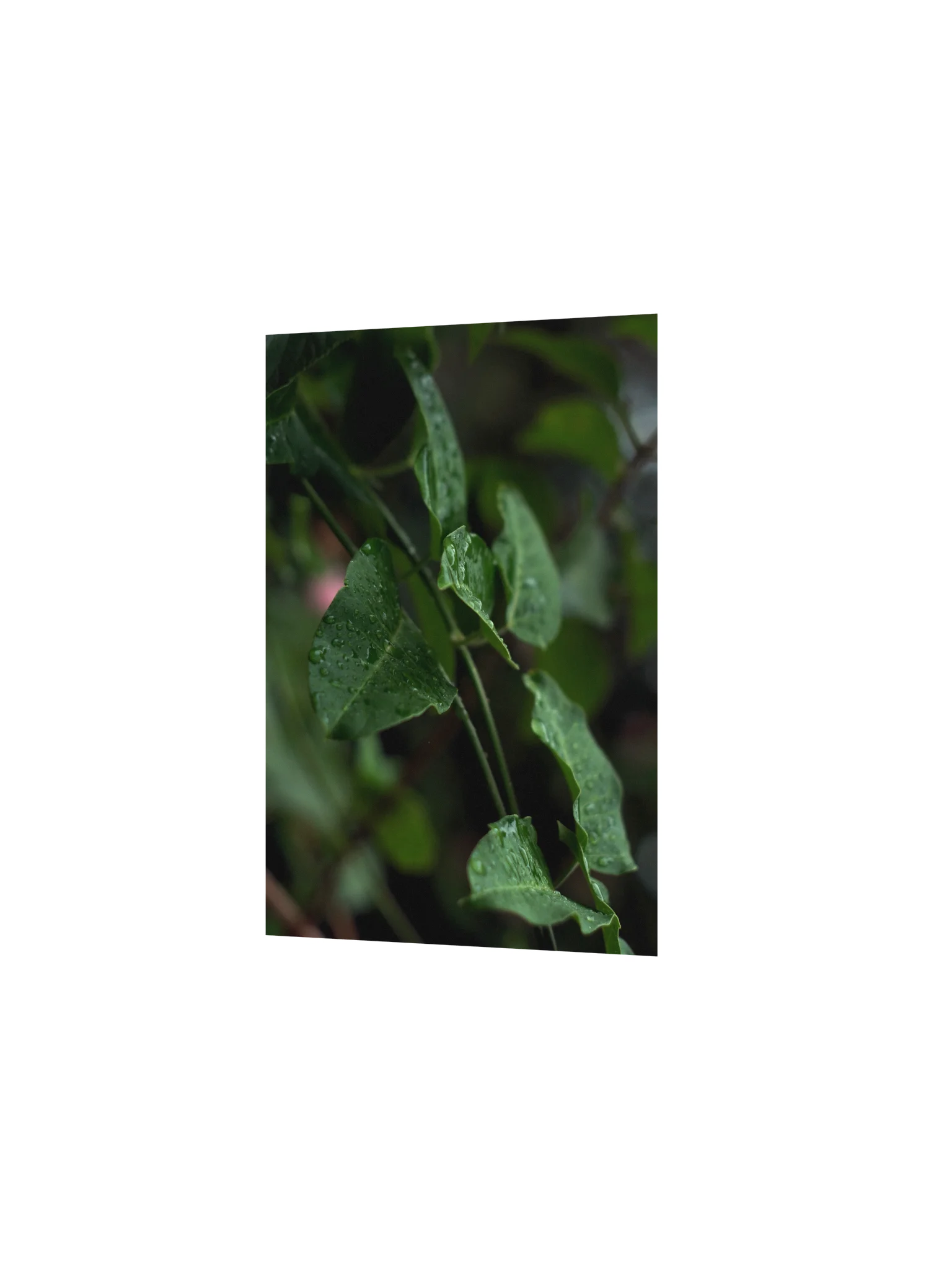 Raindrops in the Forest – Atmospheric Nature Poster product image (10)