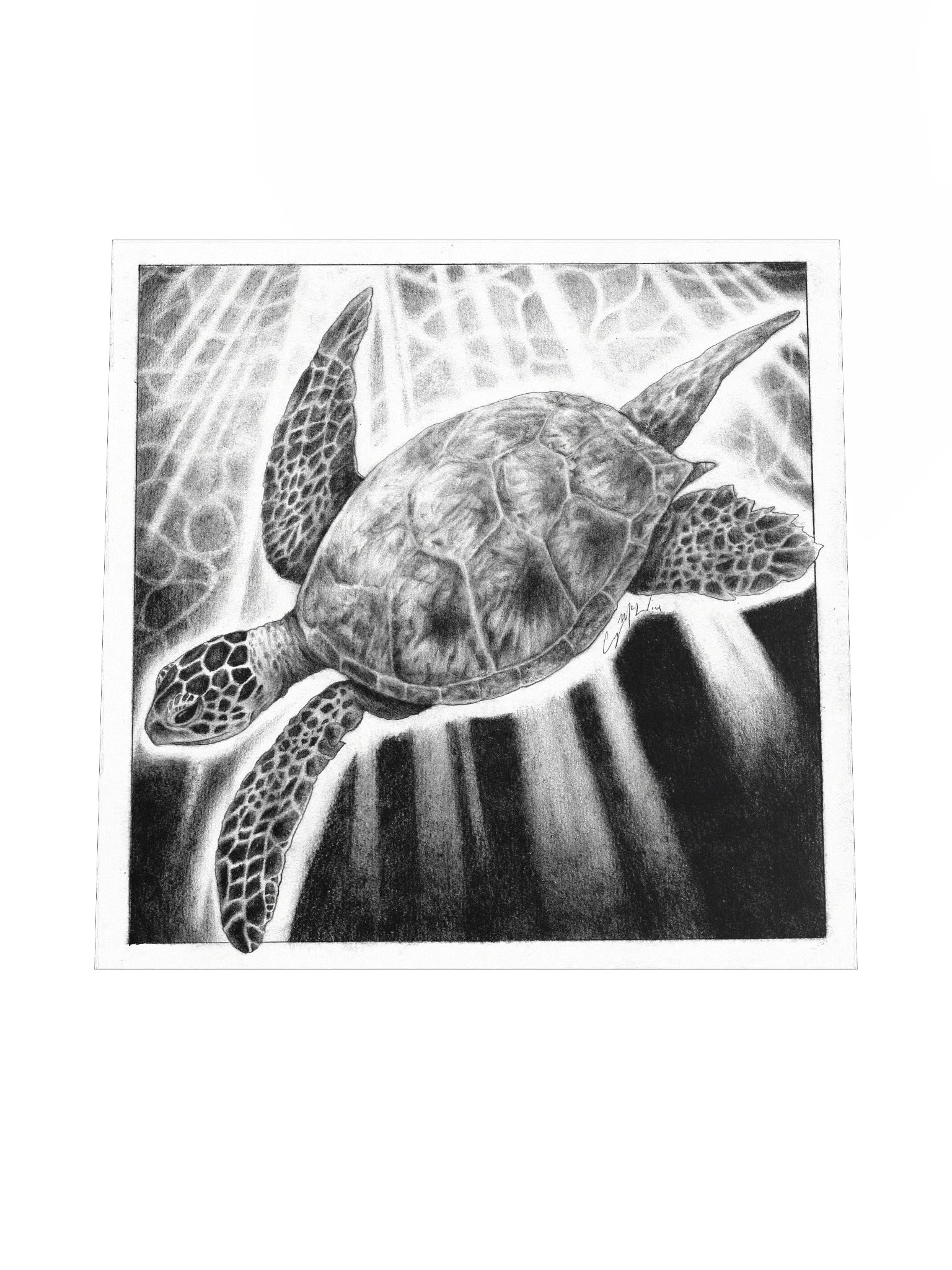 "Sea Turtle" product image (4)