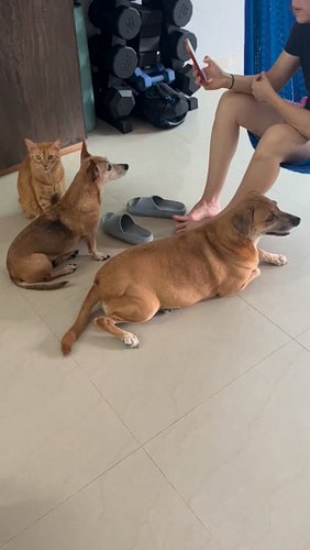 The pack waiting to get whatever mom is eating. #chicathedoberman #
