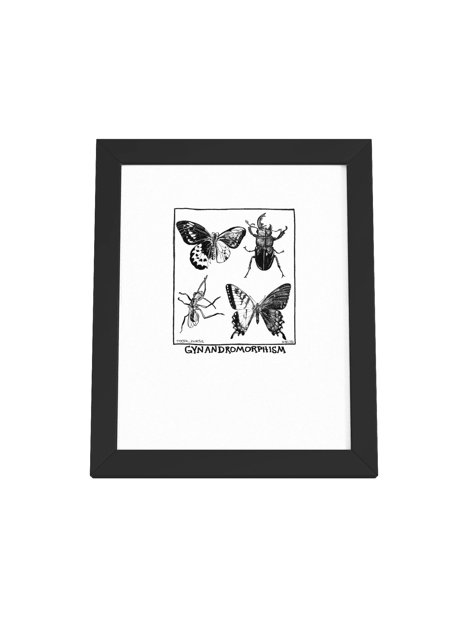 FRAMED GYNANDROMORPHISM PRINT product image (2)