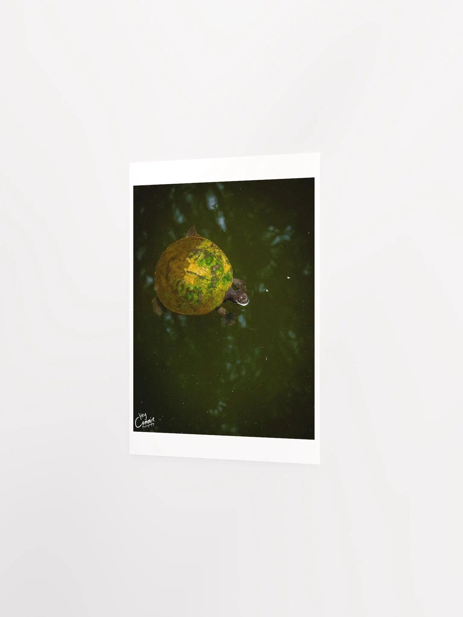 The Turtle Pond - Print product image (2)