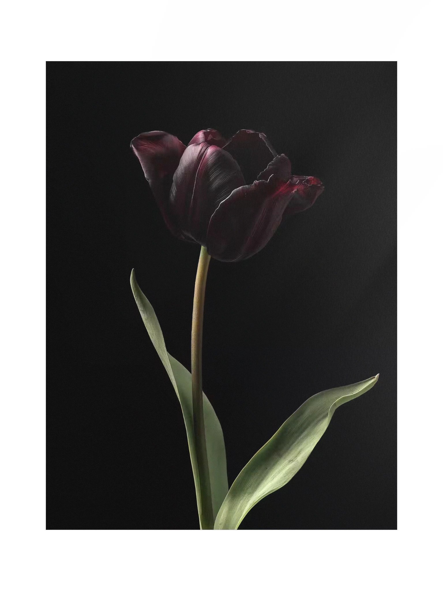 Tulips After Dusk II — Solitary Flame Fine Art Print product image (1)