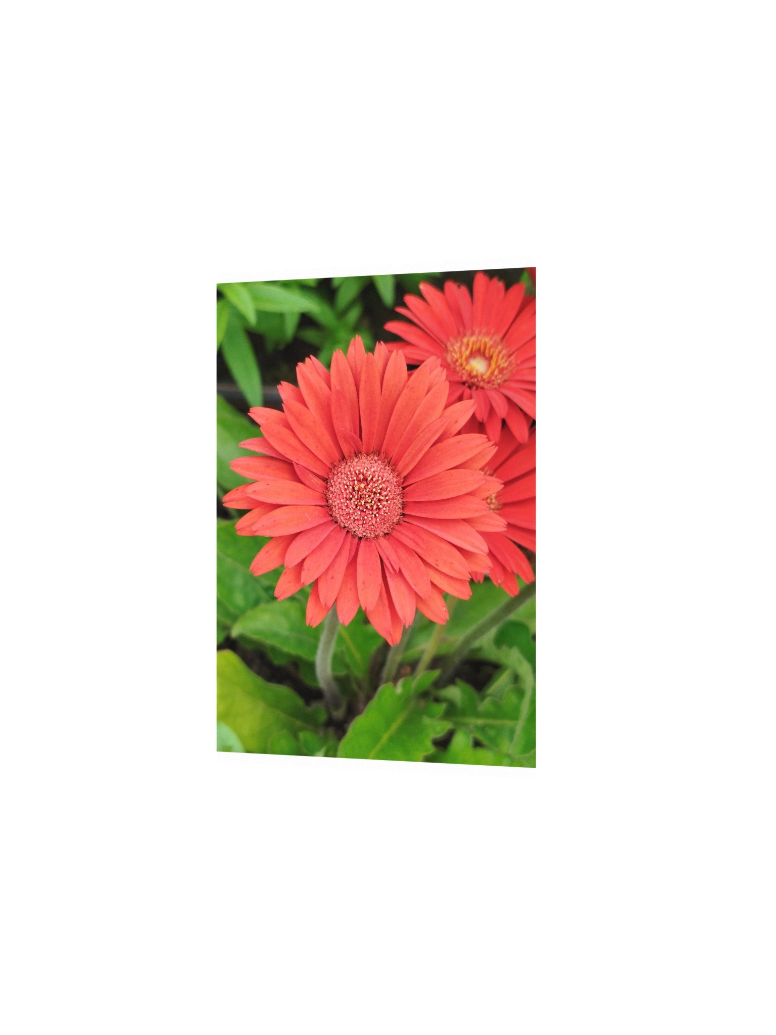 Orange flower product image (2)