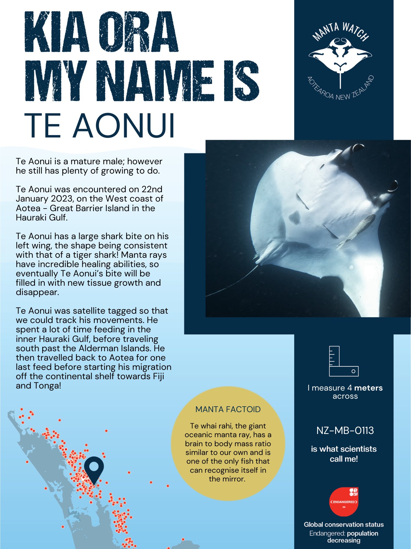 Te-Aonui - Adopt A Manta Pack product image (1)