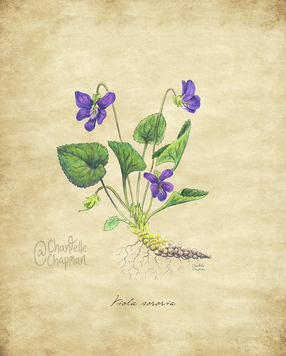 Wild Violet - Art Print product image (1)