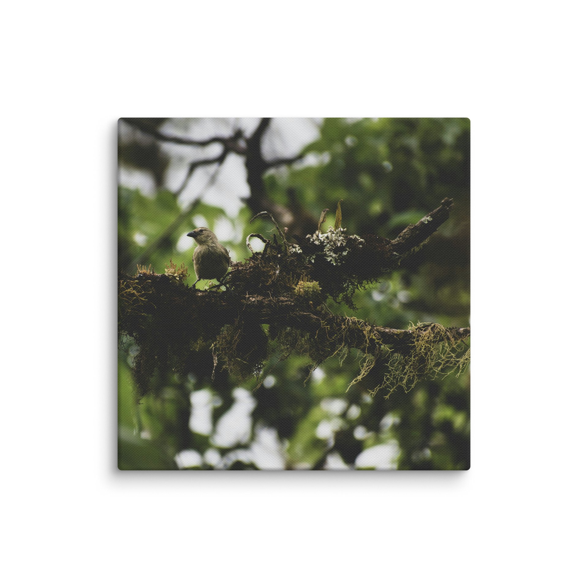 Galapagos Finch on Mossy Branch product image (12)