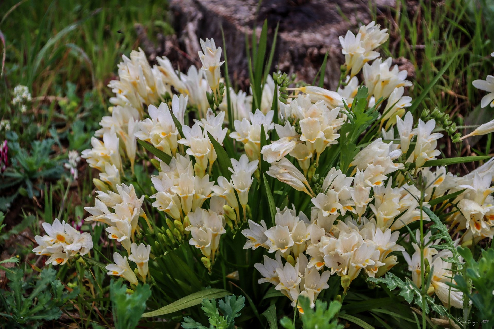 Fine Art – The Fragrance of Nobility 🌸 product image (1)