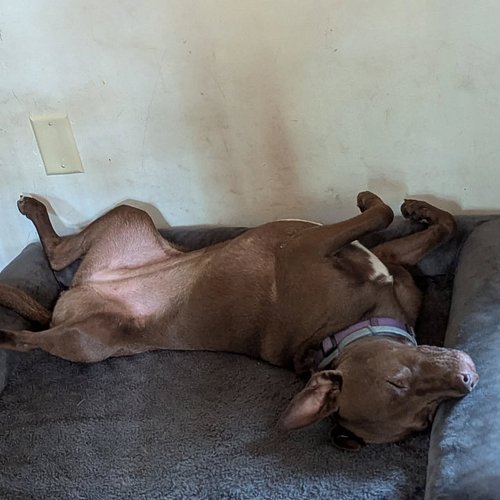 Sleepy bean 😴

#puppy #dog #dogsofinstagram #pitmix #cute