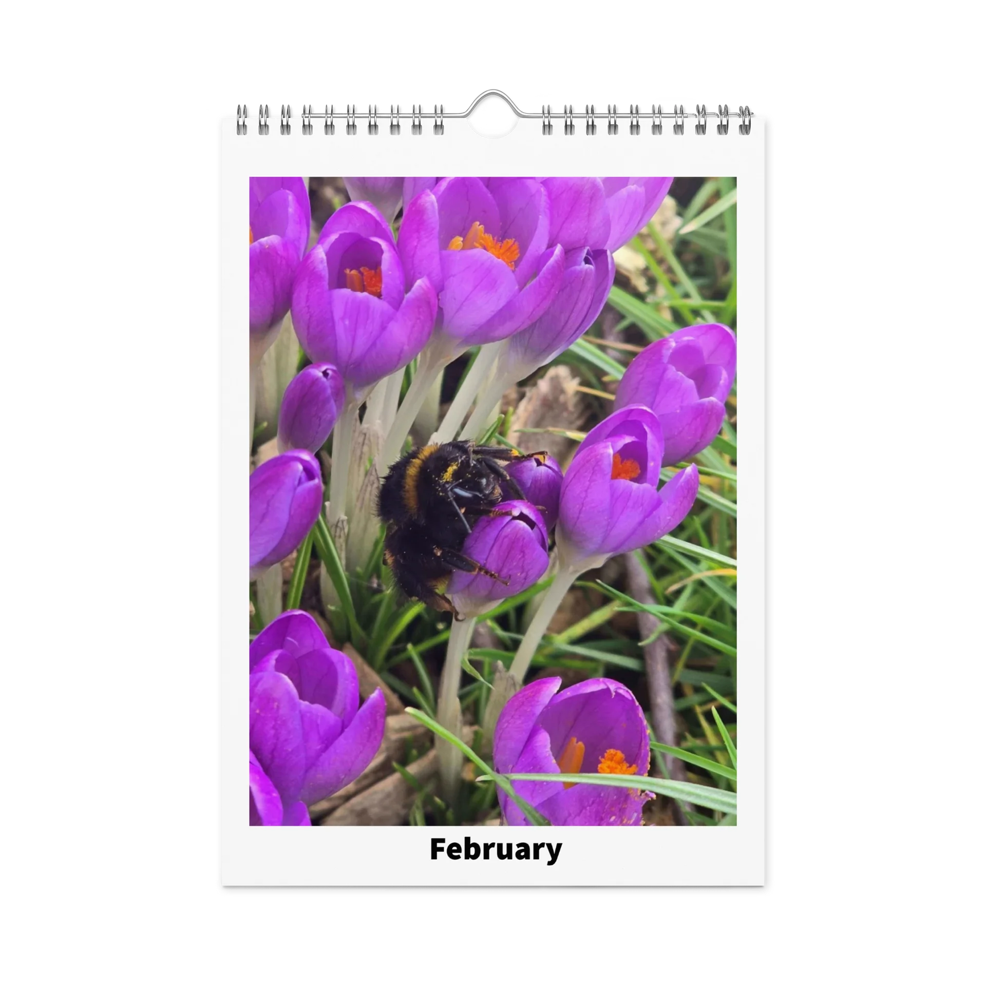 Ian's Insect Calendar product image (5)